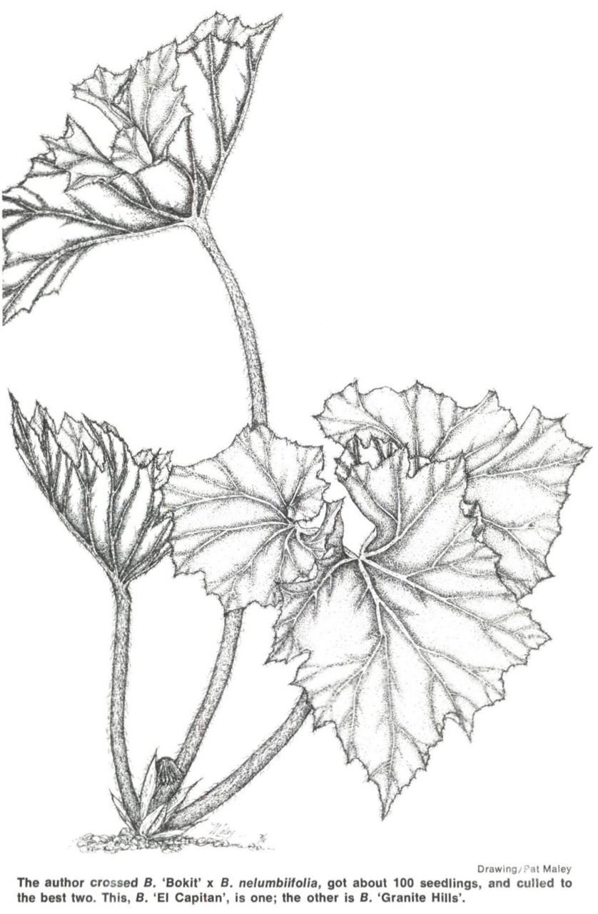 B. ‘El Capitan’
